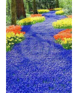 Creeping Thyme or Multi Color Rock CRESS . Flower Ground Cover Flower Seeds - $128.24 MXN