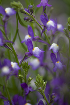 40 Linaria Azure Seeds Selfseeding Annual Flower Snapdragon-Like - £14.12 GBP