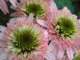 50 + Dbl Pink Green Coneflower Seeds Echinacea Perennial Flowers Seed 1073  From - £7.88 GBP