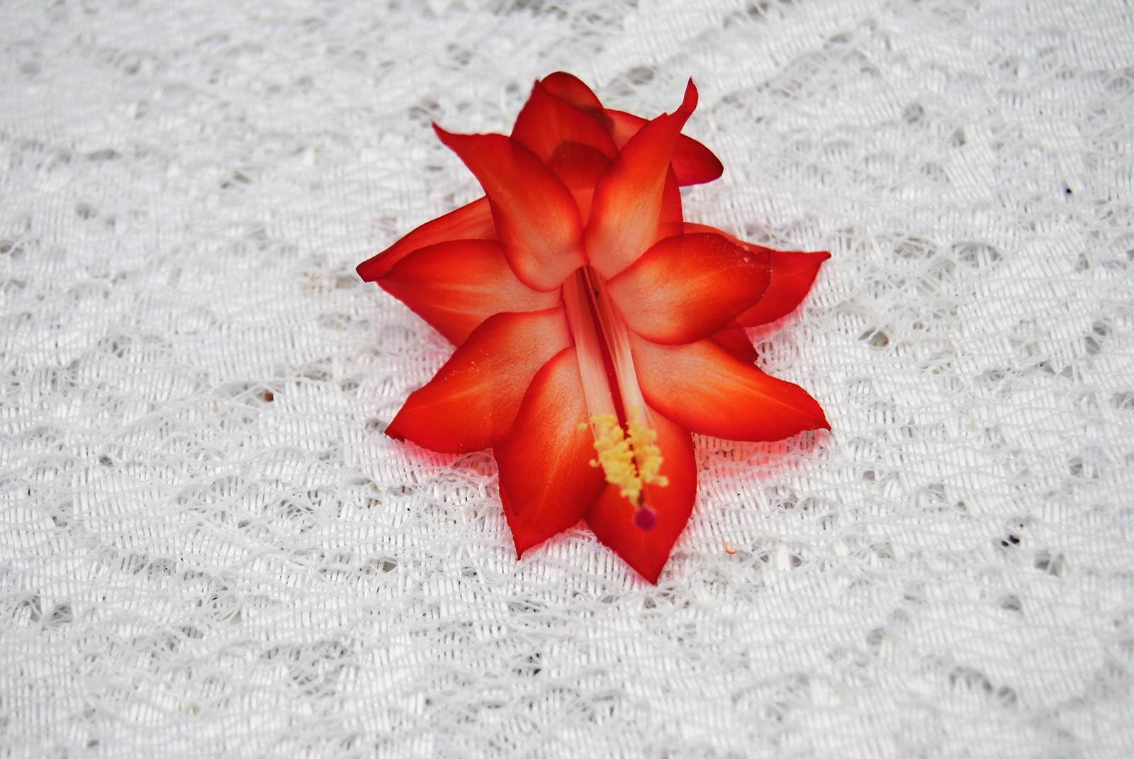 Ara Brazil~Christmas Cactus Well Rooted Starter Plant~~ Schlumbergera Tr... - $16.99