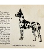 Harlequin Great Dane 1939 Dog Breed Art Ole Larsen Color Plate Print PCBG18 - $42.03 CAD