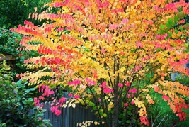 SGHOST 30 Katsura Tree Seeds Cercidiphyllum Japonicum USA Seller - £8.48 GBP