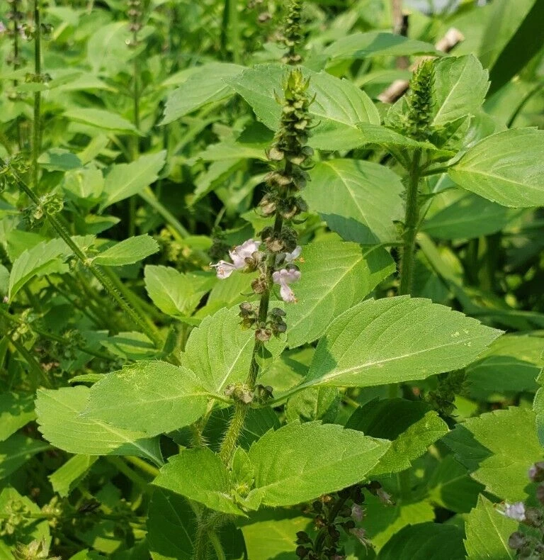 Kapoor Tulsi / Holy Basil (250 seeds), great scent easy to grow! Item image 3