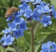 Forget Me Not Woodland Mix+300 Seeds+BUY 2 GET 1 FREE?? - £5.40 GBP