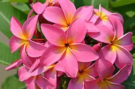 Hawaiian Pink `Akala Plumeria (Frangipani) Plant Cutting....Shipped from Hawaii, - £20.77 GBP