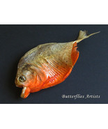 Razor Teeth Large Piranha Pygocentrus Nattereri Red Bellied Framed Taxid... - $128.99