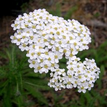 5000 White Yarrow Seeds (Achillea millefolium) - $1.00