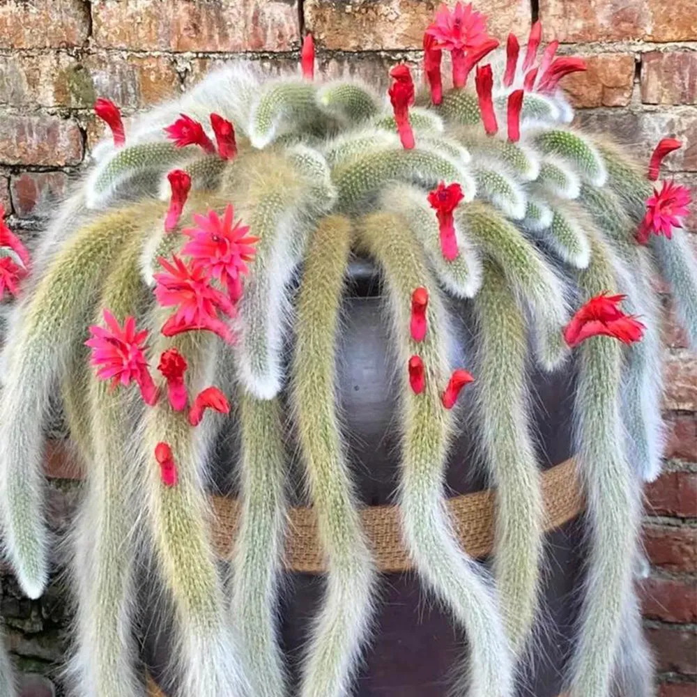 10 Monkey Tail Cactus Seeds – Hanging Succulent with Fuzzy Stems &amp; Orang... - $5.99