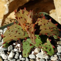 Cacti Aloe castilloniae cactus Succulent real live plant - £123.61 GBP