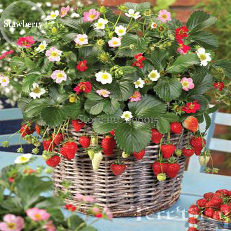 Italian Alpine Strawberry 100 Seeds Bonsai White Red Pink Flowers Big Fruits Tas
