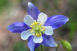 200+ Rocky Mountain Columbine Flower Seeds - £16.10 GBP