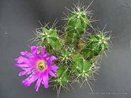 Echinocereus Cinerascens , @J@ Exotic Cacti Rare Cactus Plant Seed - 15 Seeds - £7.16 GBP