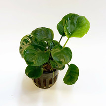 BUY 2 GET 1 FREE ANUBIAS BARTERI ROUND &quot;GOLDEN COIN&quot; 1 POT - SUPER PRICE... - £11.67 GBP