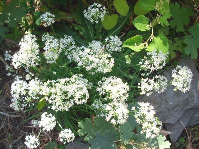 New Fresh Seeds 50 Garlic Chive Seeds Allium Tuberosum - $2.80