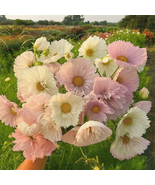 200 Cupcake Blush Cosmos Seeds, Soft Blush Cup-Shaped Blooms, Pollinator - $12.99