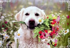Blank Inside Greeting Card - 06708 - €1,19 EUR Blank Inside Greeting Card - 06708 - €1,19 EUR