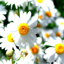 15000 German Chamomile Seeds Flower Tea Herb Camomile USA Seller - $7.98