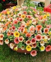 200 seeds Hanging Petunia Petunia Mixed Color Flower a Morning Glory  - £5.47 GBP