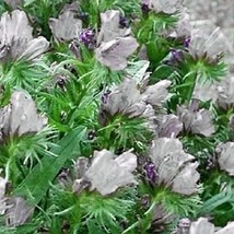 25 White Vipers Bugloss Echium Plantagineum White Bedder Flower Seeds USA Fast S - £14.28 GBP