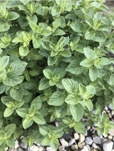 AW 100 Oregano Seeds Organic Garden Origanum Vulgare Perennial Herb Spic... - $9.86