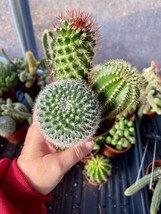 Cacti Cactus Combo #8 Three Cactus per 4&quot; Pot Live Plants - $14.85