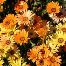 US Seller 200 Seeds Daisy African Dwarf Orange Drought Tolerant Meadow - £7.97 GBP