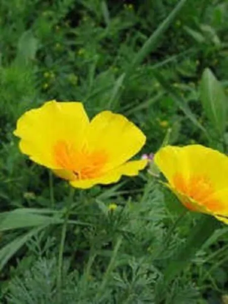 1000 Dwarf Yellow California Tufted Poppy Eschscholzia Caespitosa Flower Seeds F - £7.97 GBP