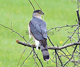 Cooper&#39;s Hawk - 8x10 Unframed Photograph - $323.54 MXN