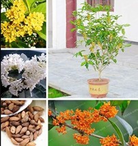 20Pcs Osmanthus Fragrans Seeds Charming And Fragrant Sweet Olive Tree Mixed Colo - $7.02