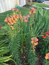 300 seeds Snapdragon tall Orange Rocket Bronze Annual From US - $10.00