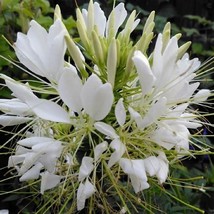 BPA 100 White Queen Spider Seeds Clome Spinosa Perennial 1202 Flower Bee... - $9.37