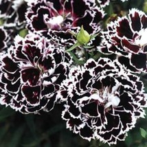 Dianthus Black &amp; White Ministrels Seeds 20 CountFrom US - $8.35