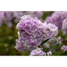 100+ Franz Schubert Phlox Seeds | Fragrant Perennial Garden Flower - $16.50