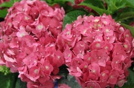 Fresh 5 Endless Summer Hydrangea Seeds Flowers Flower Seed 1421 US Seller - £8.43 GBP