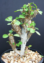 Euphorbia CAPMANAMBATOENSIS @@ exotic madagascar rare bonsai cacti seed 10 seeds - £10.14 GBP