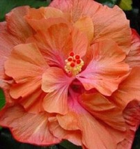 20 Double Orange Pink Hibiscus Seeds Flowers Perennial - £7.94 GBP