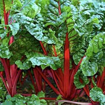 New Ruby Red Swiss Chard Seeds 100 Ct Vegetable Fresh USA Garden - $9.99