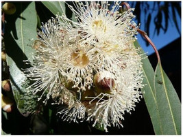 Eucalyptus Citriodora - $1.40