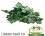 250 Seeds Dark Green Italian Flat Leaf Parsley Non-Gmo - £7.79 GBP