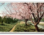 Almond Trees In Blossom Riverside California CA Detroit Publishing Postc... - $4.50
