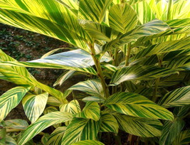 Variegated Ginger Plant - Alpinia zerumbet - Spicy Fragrance/Edible - 4&quot; Pot - £28.76 GBP