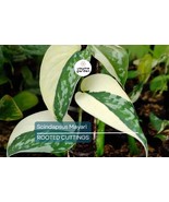 Scindapsus Mayari - Highly Variegated Rooted Cutting (1-2 Leaves) | Rare... - $240.00