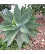 Agave karwinskii Succulents Garden Plants - 10 Seeds - £14.04 GBP