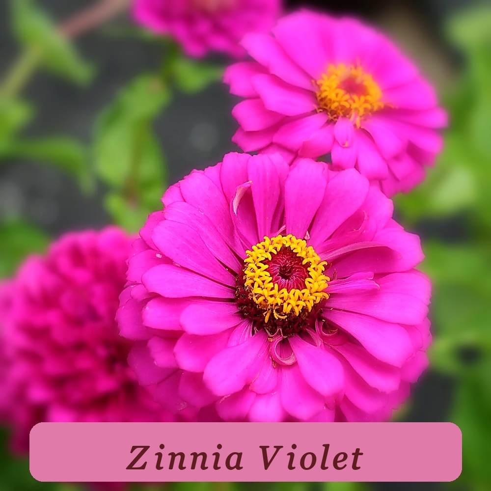100+ Violet Queen Garden Favorite Zinnia Seeds For Garden Planting Usa - $7.71