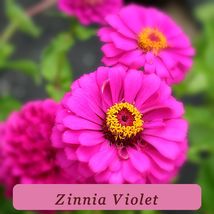 7544 zinnia violet pop thumb200