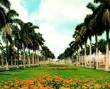 Royal Palm Trees Along Typical Florida Avenue Probably Palm Beach Postcard - $3.91