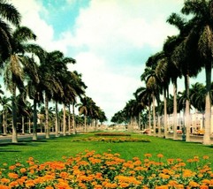 Royal Palm Trees Along Typical Florida Avenue Probably Palm Beach Postcard - £3.09 GBP