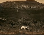 Vtg Postcard RPPC 1908 Mokelumne Hill California CA Cows in Foreground - £22.98 GBP