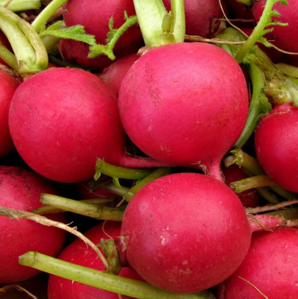German Giant Radish | Tropical Charm | Red Globe Radishes Crimson Root - $2.84