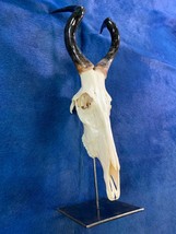 Real Hartebeest Skull African Antelope Skull Polished Horns + Metal Pede... - £355.32 GBP